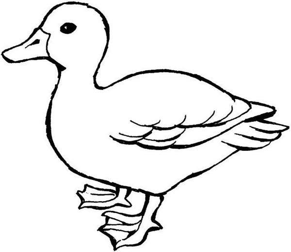 Mother of Duck Coloring Page - NetArt