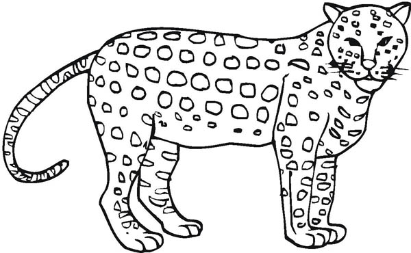 Awesome Cheetah Coloring Page