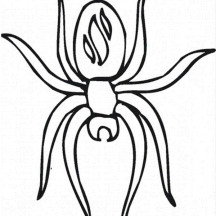 Awesome Spider Picture Coloring Page