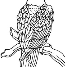 Bald Eagle Drawing Coloring Page