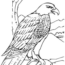 Bald Eagle Eating Fish for Lunch Coloring Page