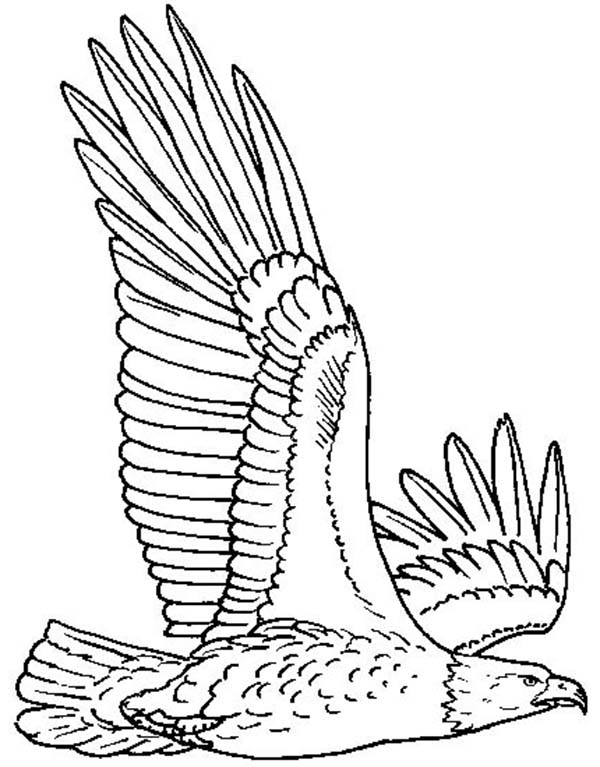 Bald Eagle Flying High Coloring Page