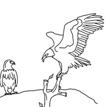 Bald Eagle Looking for His Mate Coloring Page