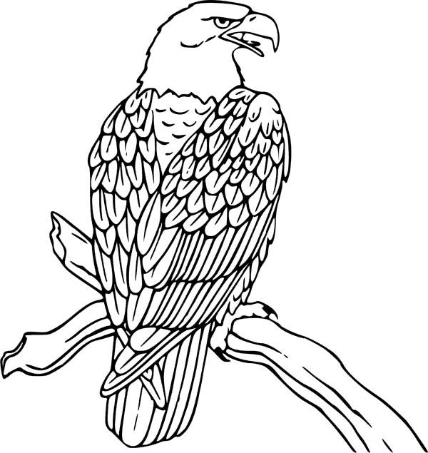 Bald Eagle is Hungry Coloring Page