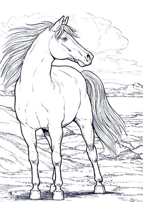 Beautifful White Horse in Horses Coloring Page - NetArt