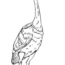 Beautiful Disney Up Character Kevin the Bird Coloring Page