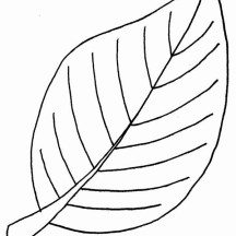Beech Fall Leaf Coloring Page