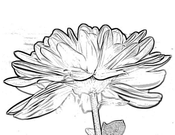 Chrysanthemum Flower Coloring Page