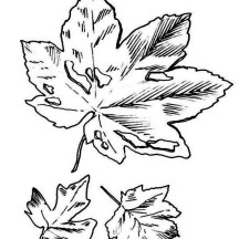 Dirty Fall Leaf Coloring Page