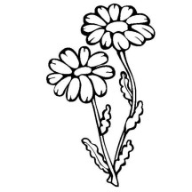 Flower Growing Up Coloring Page