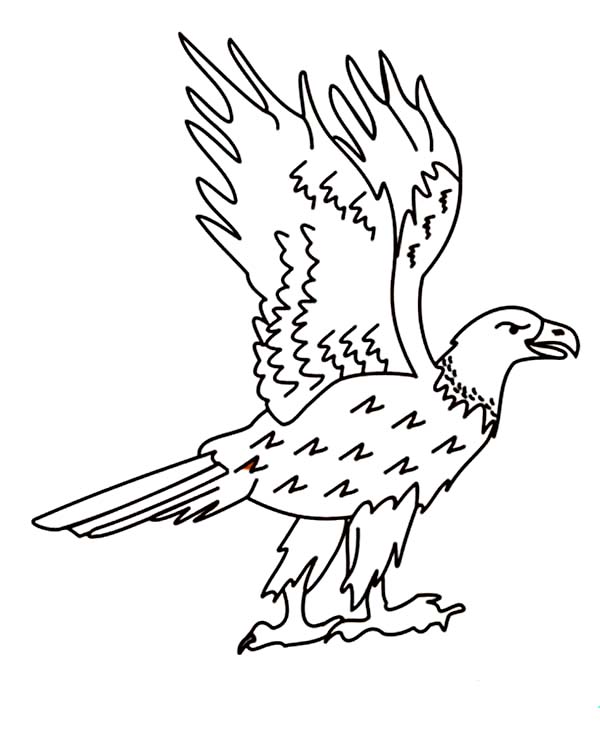 Funny Bald Eagle Coloring Page