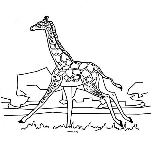 Giraffe Running Coloring Page