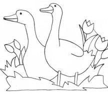 Goose Couple and Tulips Flower Coloring Page