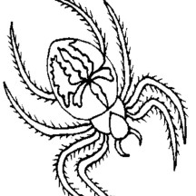 Hairy Spider Coloring Page