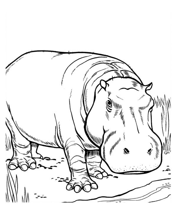 Hippo Territory Hippo Coloring Page