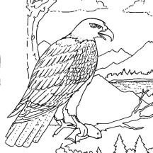 Hungry Bald Eagle Eat Coloring Page