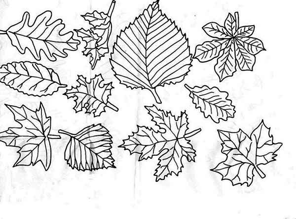 Image of Fall Leaf Coloring Page