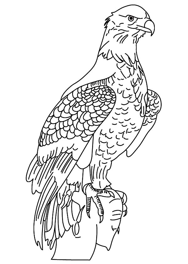 Male Bald Eagle Coloring Page