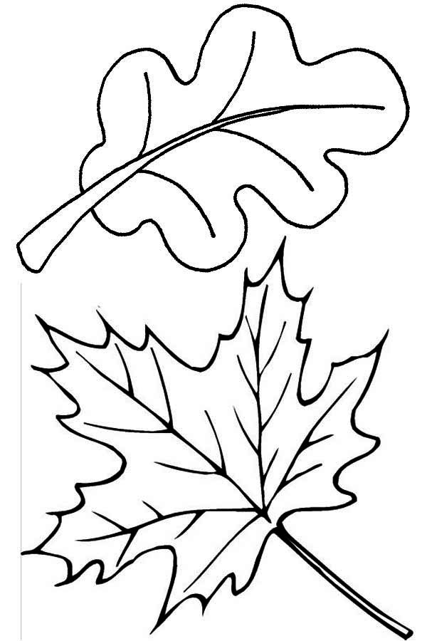 Maple and Oak Fall Leaf Coloring Page