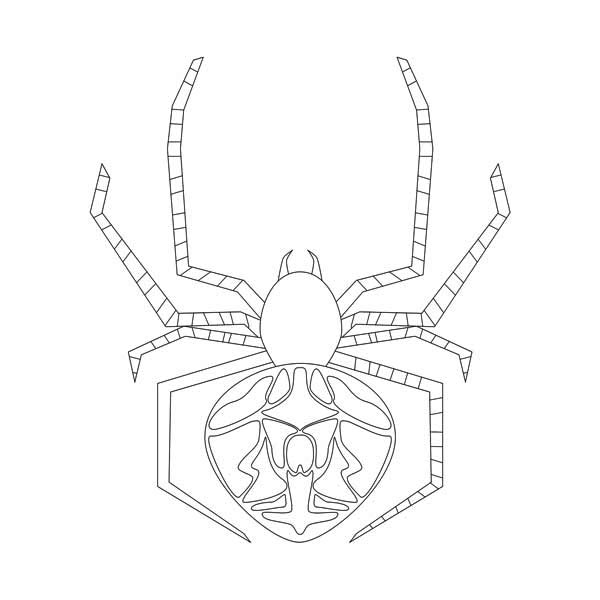 Orb Weaver Spider Coloring Page
