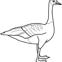Picture of Goose Coloring Page