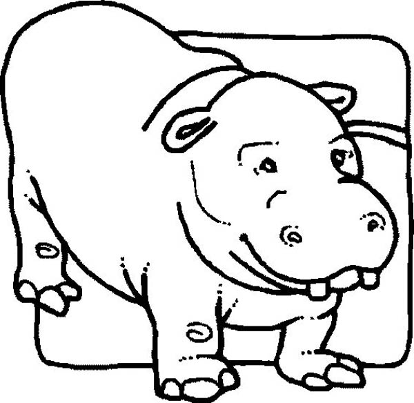 Picture of Hippo Coloring Page