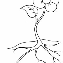 Root of Beautiful Flower Coloring Page