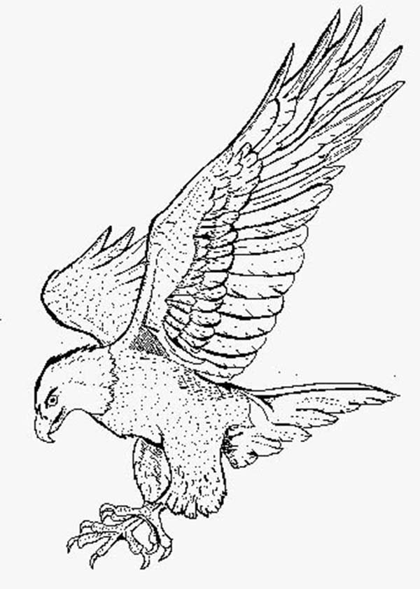 Smooth Landing Bald Eagle Coloring Page