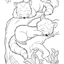 Two Baby Raccoon Coloring Page