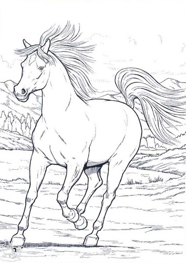 Wild Horse in Running in Horses Coloring Page