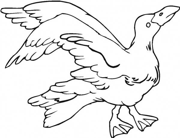 Angry Seagull Coloring Page