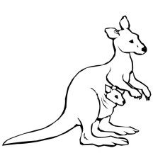Australian Kangaroo and Baby Kangaroo Coloring Page