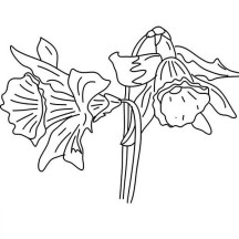 Awesome Drawing of Daffodil Coloring Page