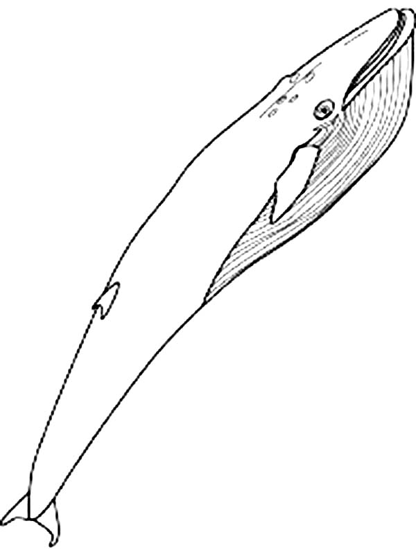 Awesome Pictur of Blue Whale Coloring Page