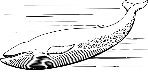 Blue Whale Coloring Page for Kids