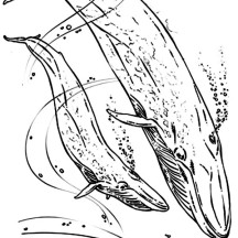 Blue Whale Couple Swim Together Coloring Page