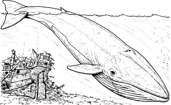 Blue Whale Dive Near Sinking Galleon Coloring Page