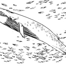 Blue Whale Hunting for Food Coloring Page