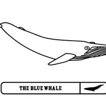 Blue Whale Picture Coloring Page