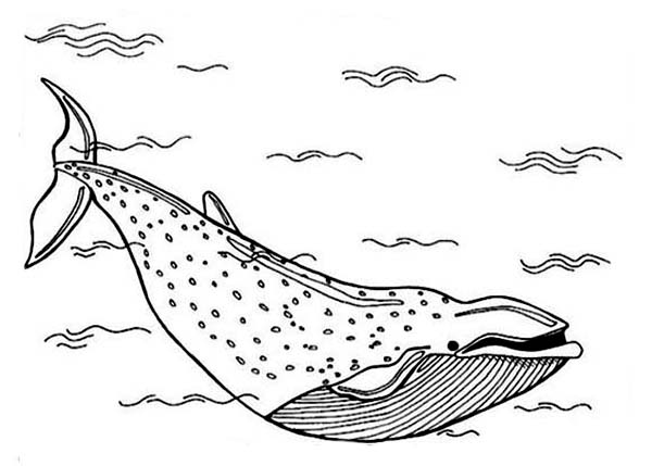 Blue Whale in the Deep of the Sea Coloring Page