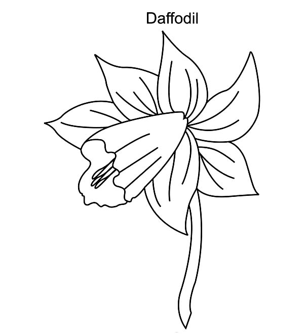 Bowing Daffodil Coloring Page