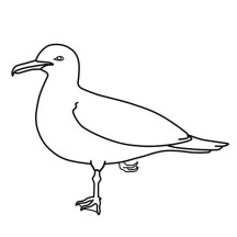 California Seagull Image Coloring Page