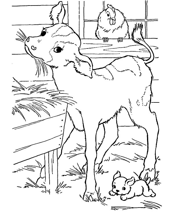 Cow Baby Eating Straw Coloring Page