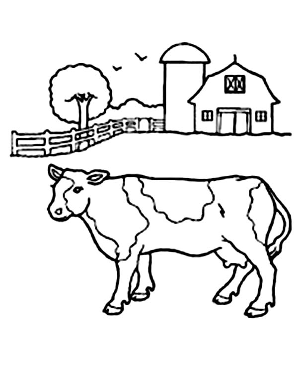 Cow in Front of Barn Coloring Page