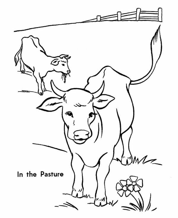 Cow in the Pasture Coloring Page