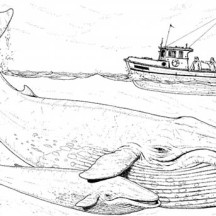 Fishing Boat Over Two Blue Whale Coloring Page