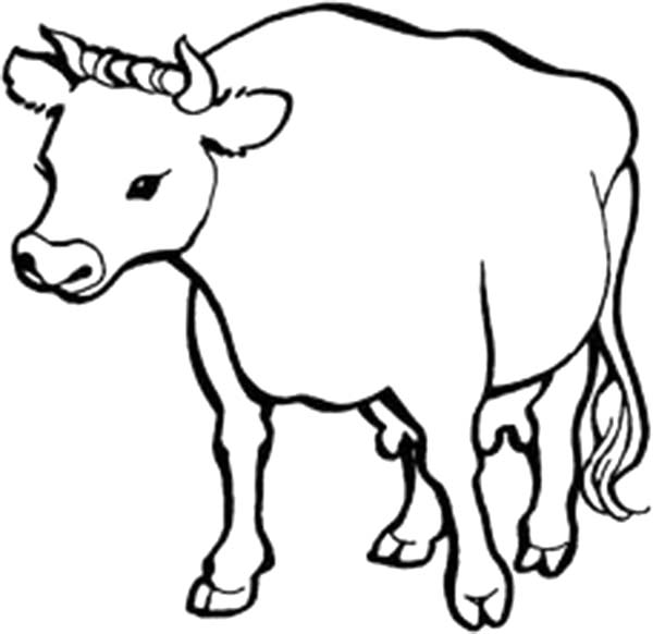 Healthy Cow Coloring Page