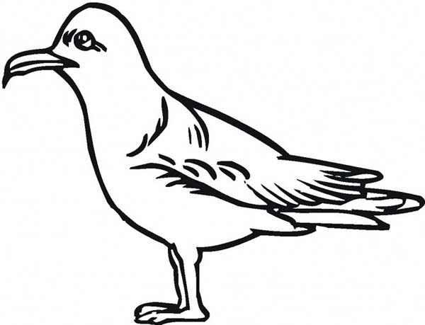 How to Draw a Seagull Coloring Page