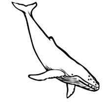Hungry Blue Whale Coloring Page