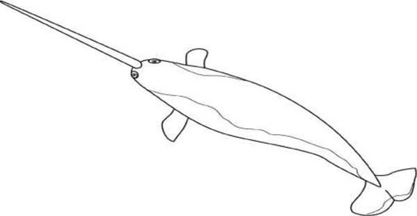 Long and Sharp Canine of Narwhal Coloring Page